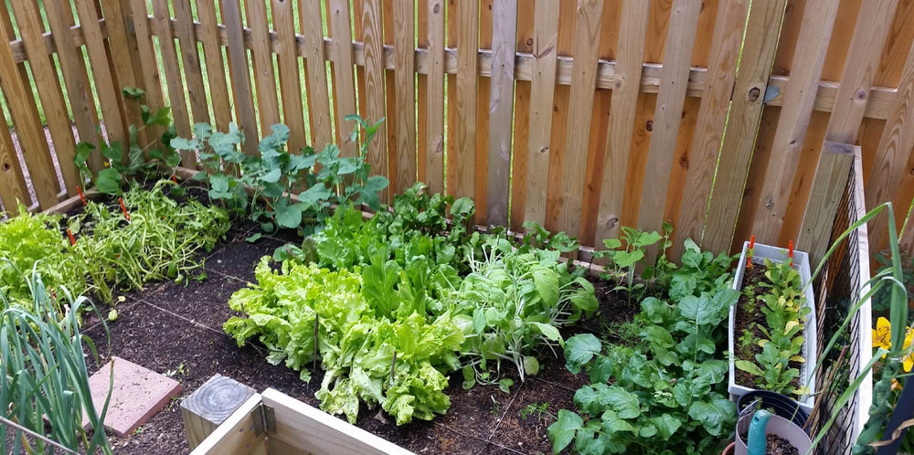 Herb garden