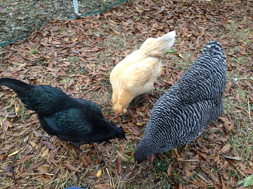 manure as fertilizer: 3 hens