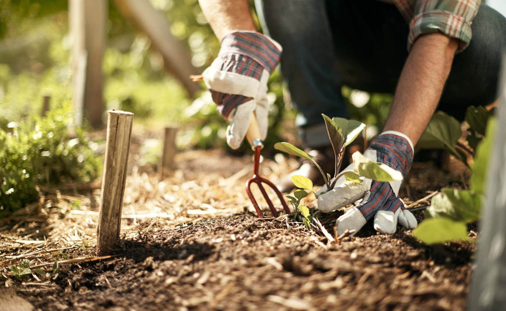 How to Prevent and Solve Problems Organically