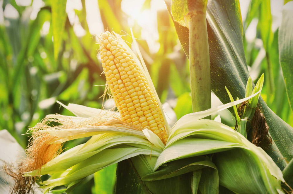Growing Corn