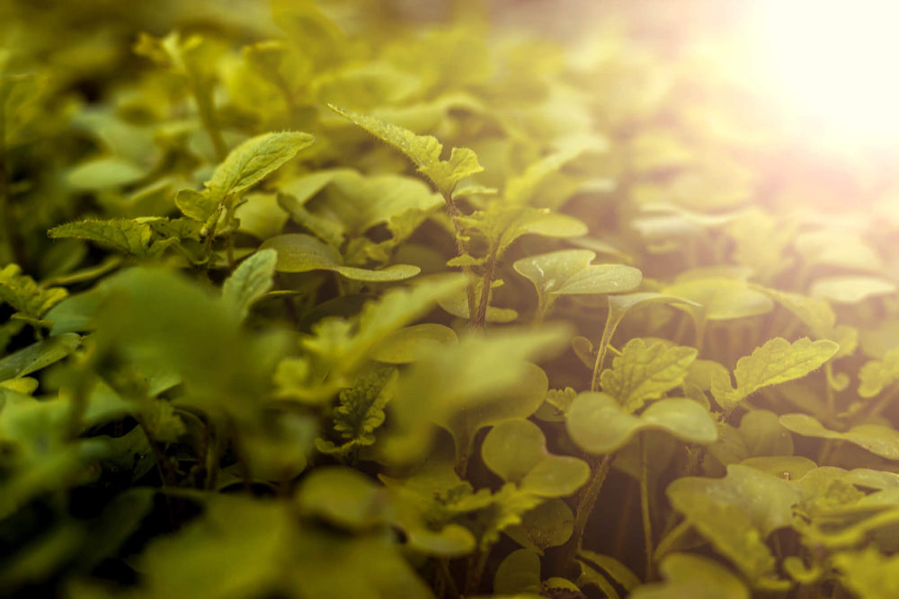 Growing Mustard Greens