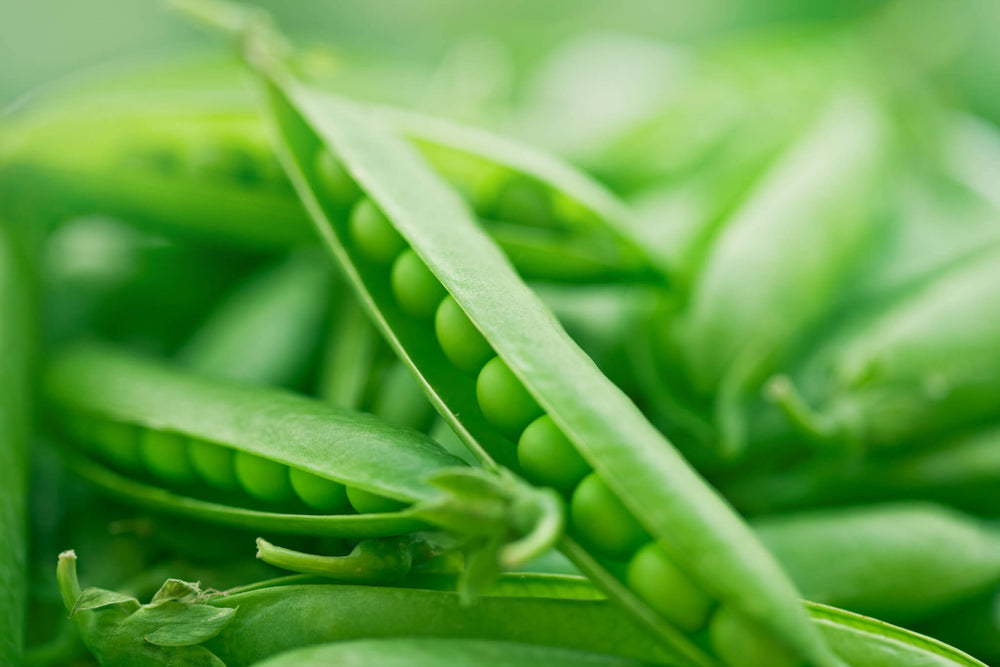 Growing Green Peas