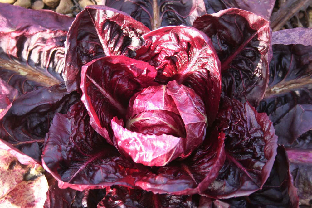 Growing Radicchio
