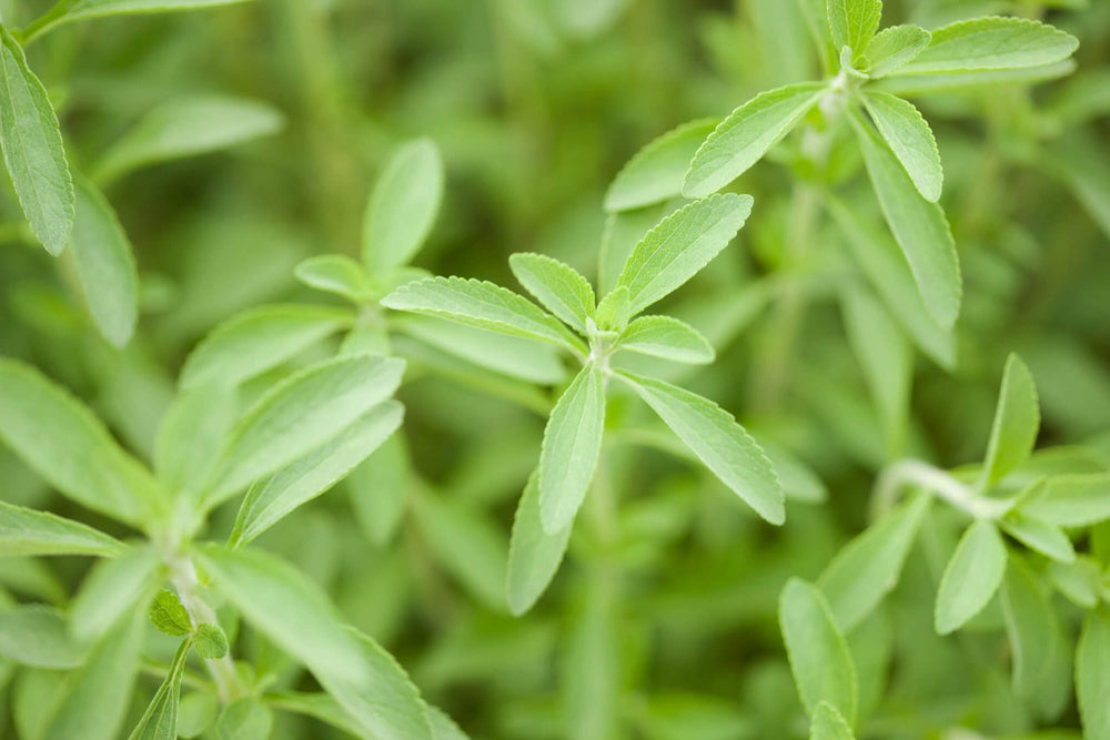 Growing Stevia