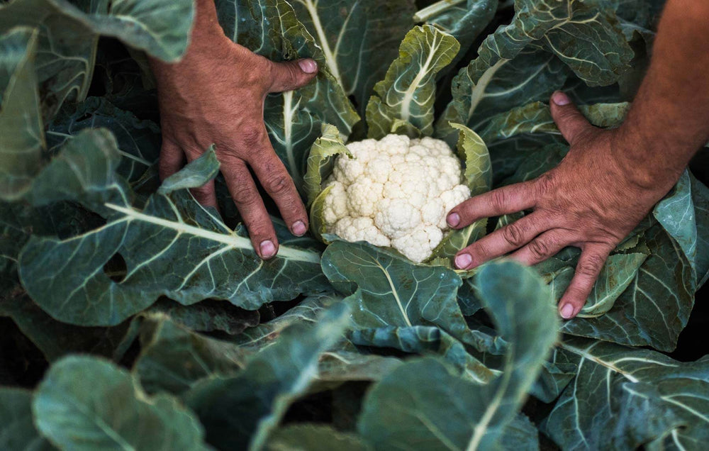 Growing Cauliflower