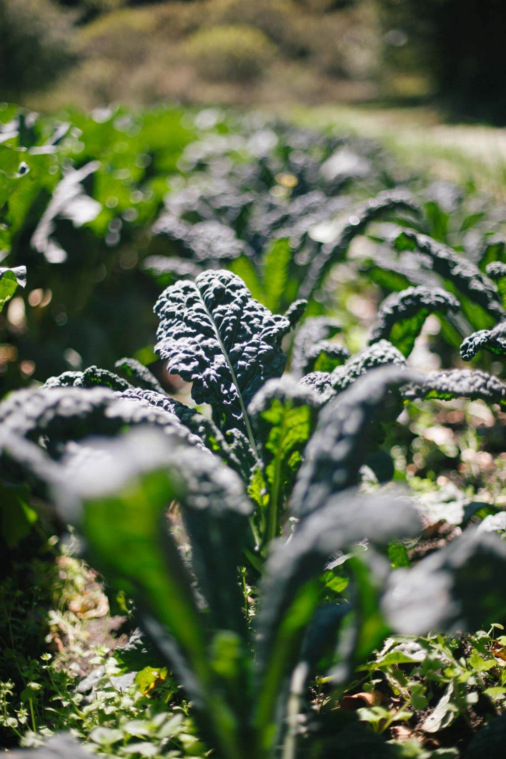 Growing Kale