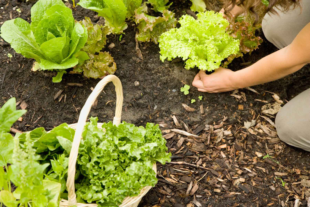 Growing Lettuce