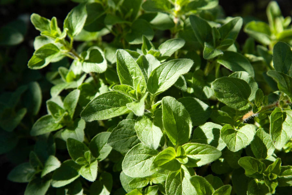 Growing Oregano