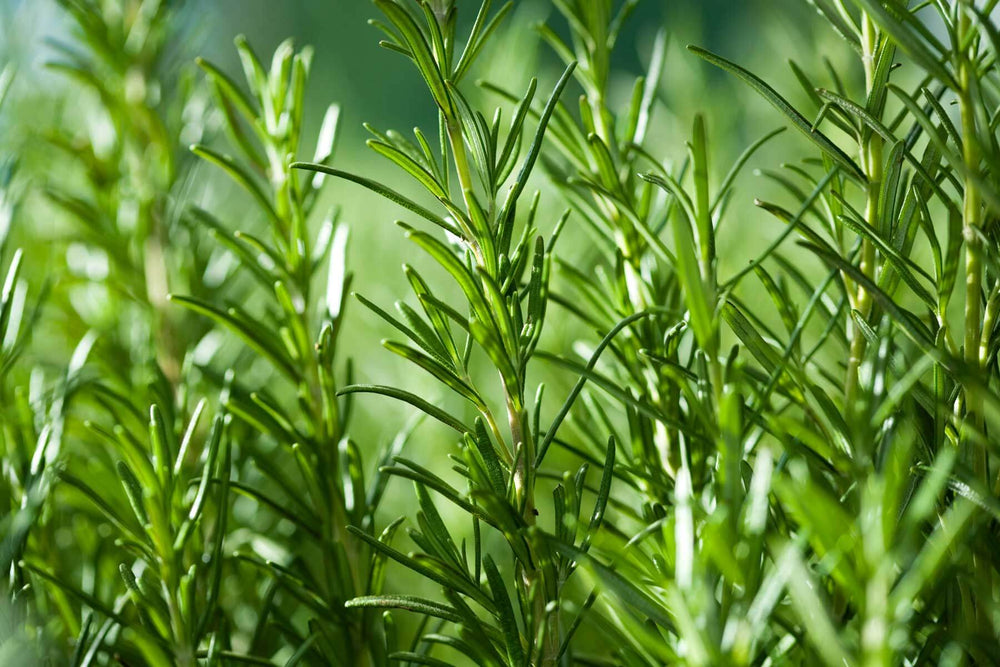 Growing Rosemary