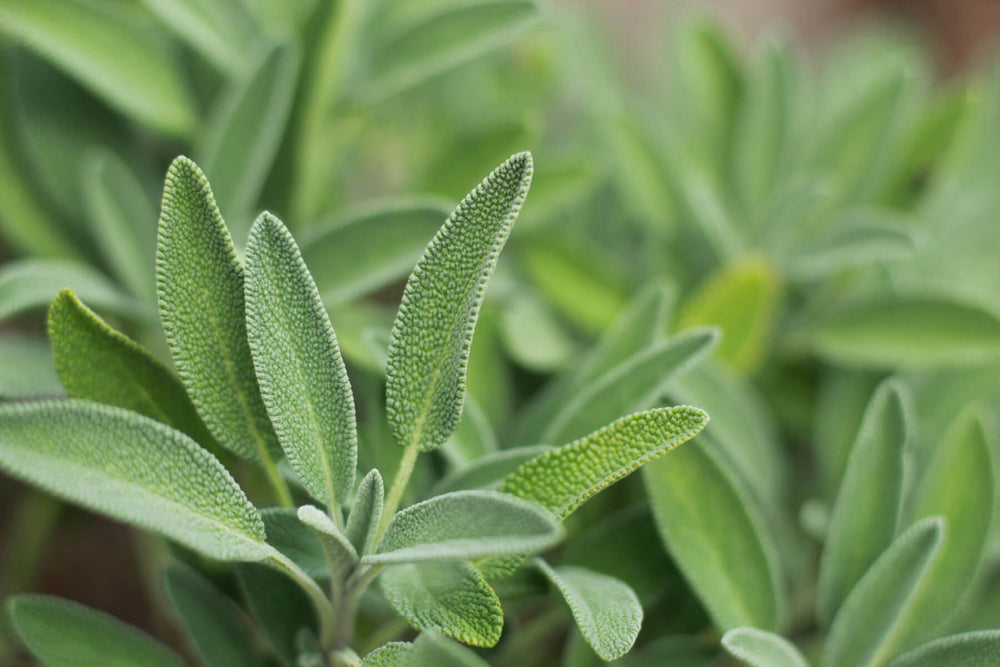 Growing Sage