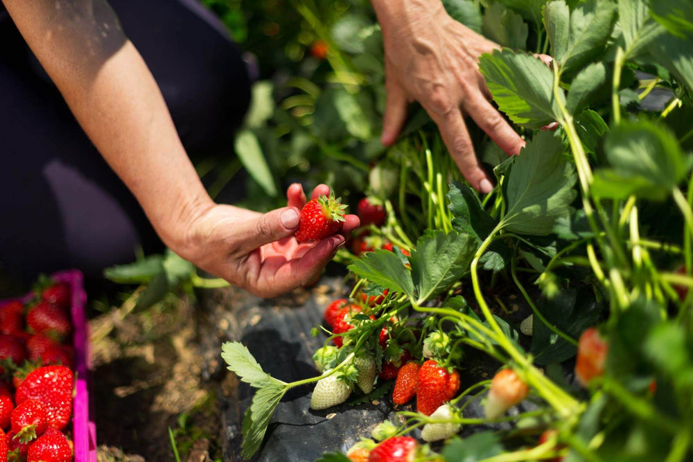 Growing strawberries: Woman crouching to pick ripe red strawberries from a row of strawberry plants