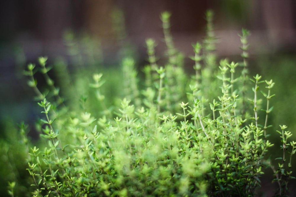 Growing Thyme