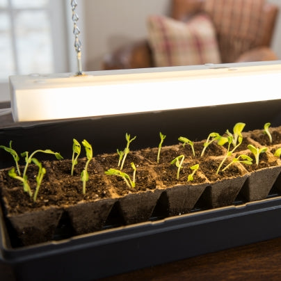 seedlings in seed tray under grow light in living room