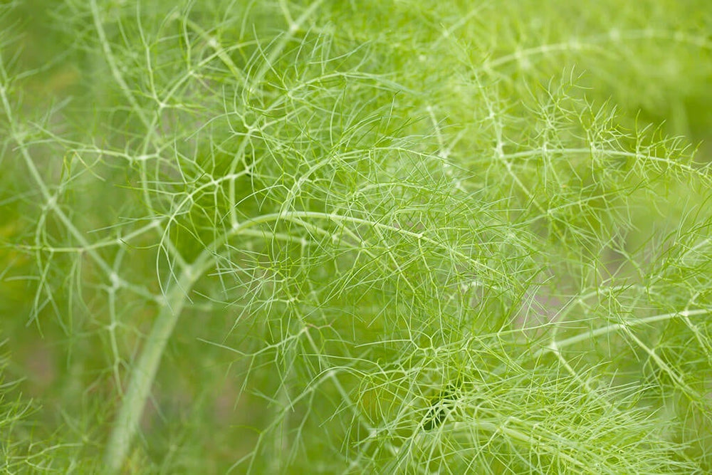 Growing Fennel: fennel fronds in the garden