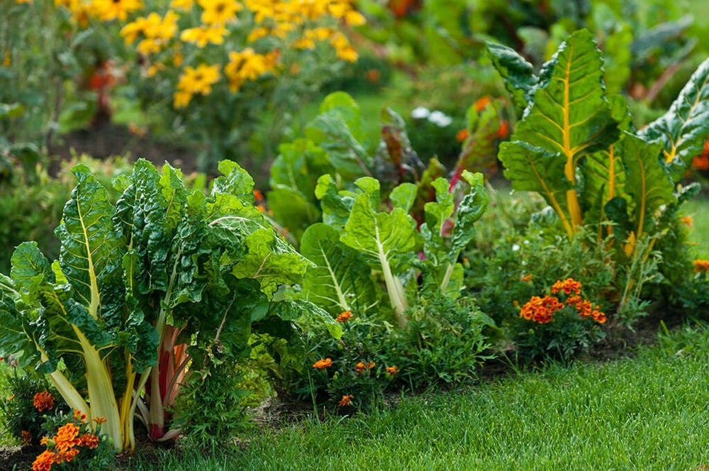 Front Yard Garden: Swiss chard marigold border