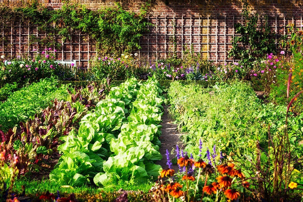 A thriving garden is full of mature edible plants.