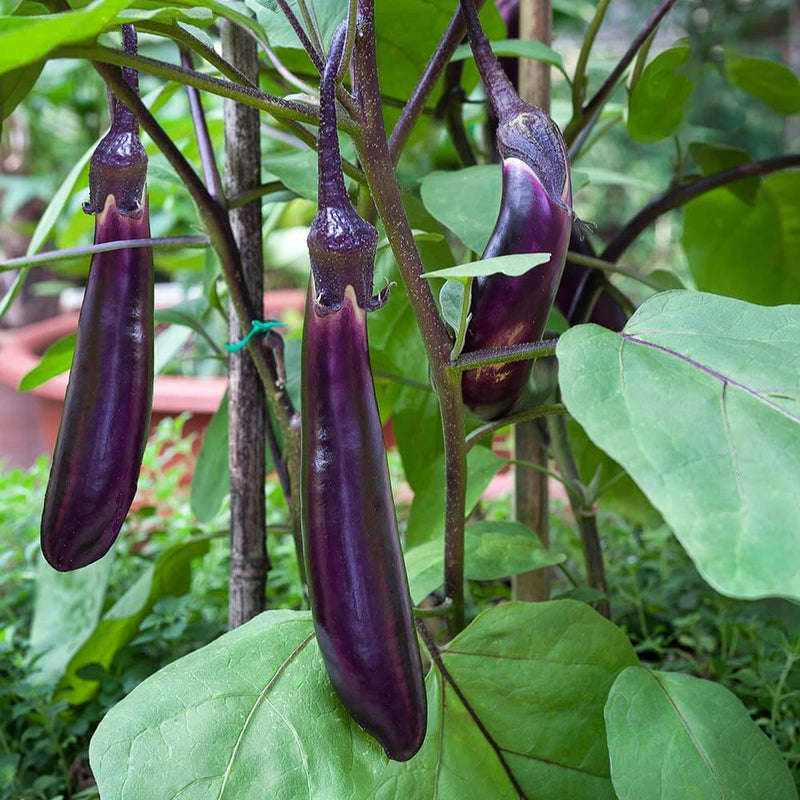 Ichiban Japanese Eggplant on plant