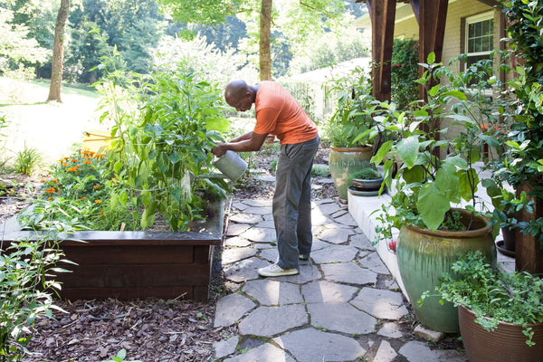 A man waters a raised bed, with a container garden behind him.
