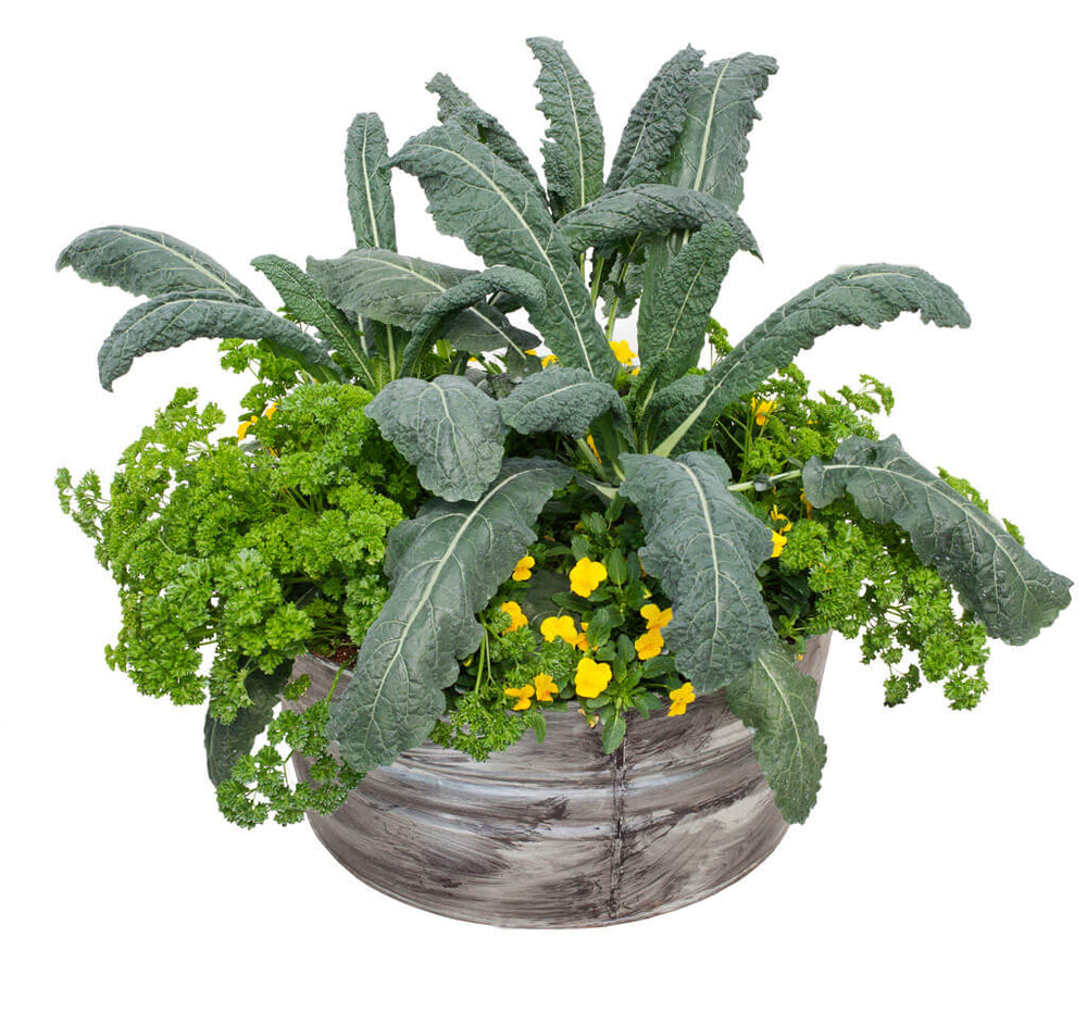 Parsley, Kale & Color Container Garden