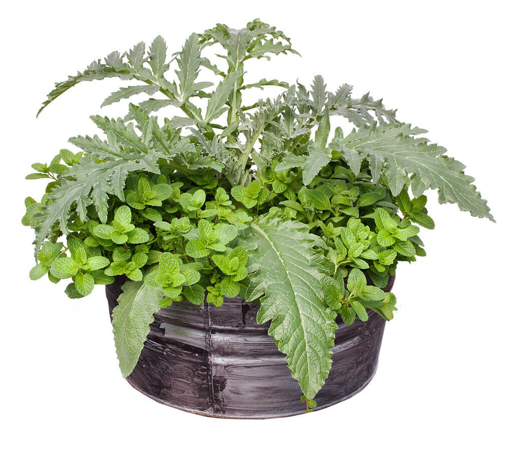 Artichoke & Mint Container Garden