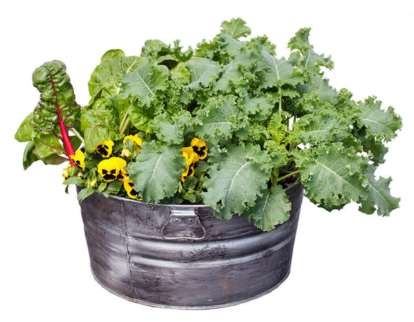 Kale, Color & Chard Container Garden