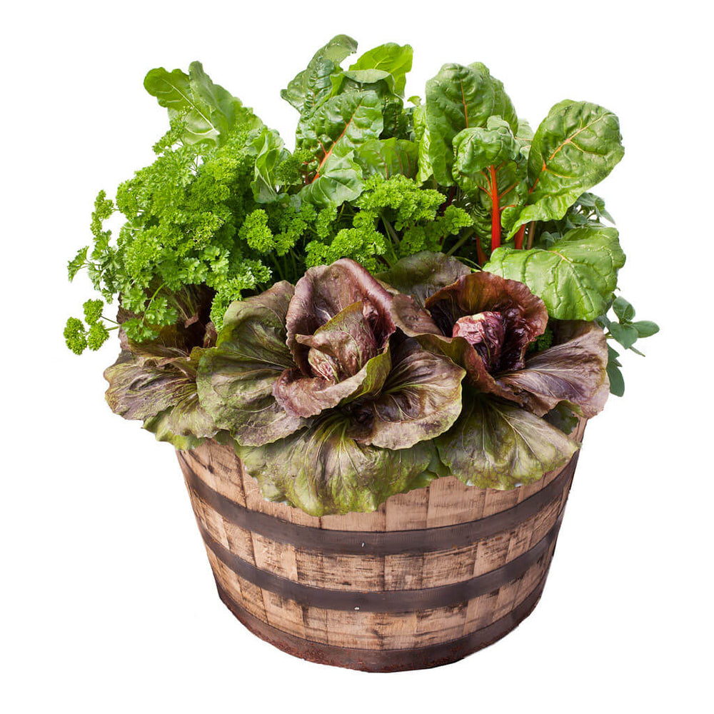 Chard, Radicchio & Parsley Container Garden