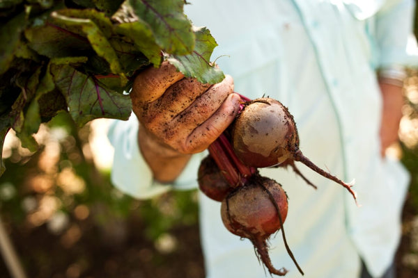 Growing Beets: Man in pale blue shirt holding bunch of freshly harvested beets