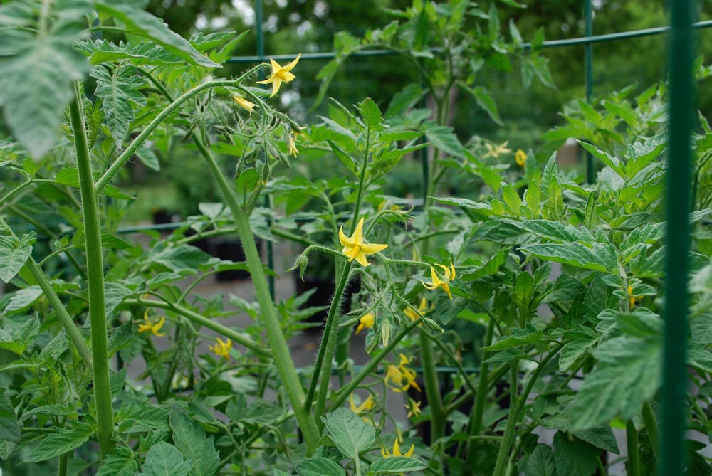 Tomato blooms