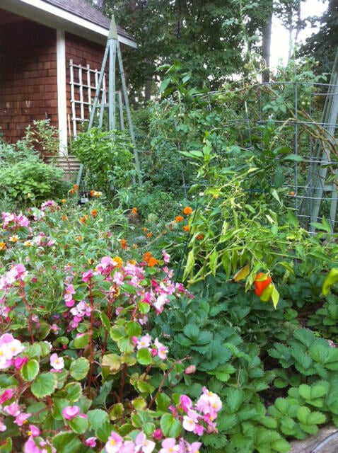 Begonias Crowding out Strawberries