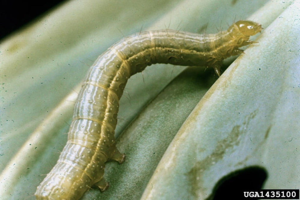 Cabbage looper larva on the underside of a leaf