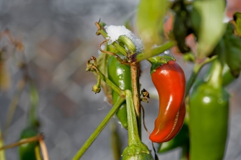 Cover tomato and pepper plants with row cover when the first freeze comes.