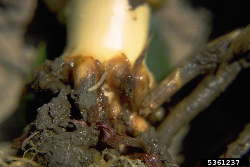 Larvae of western corn rootworm on corn roots