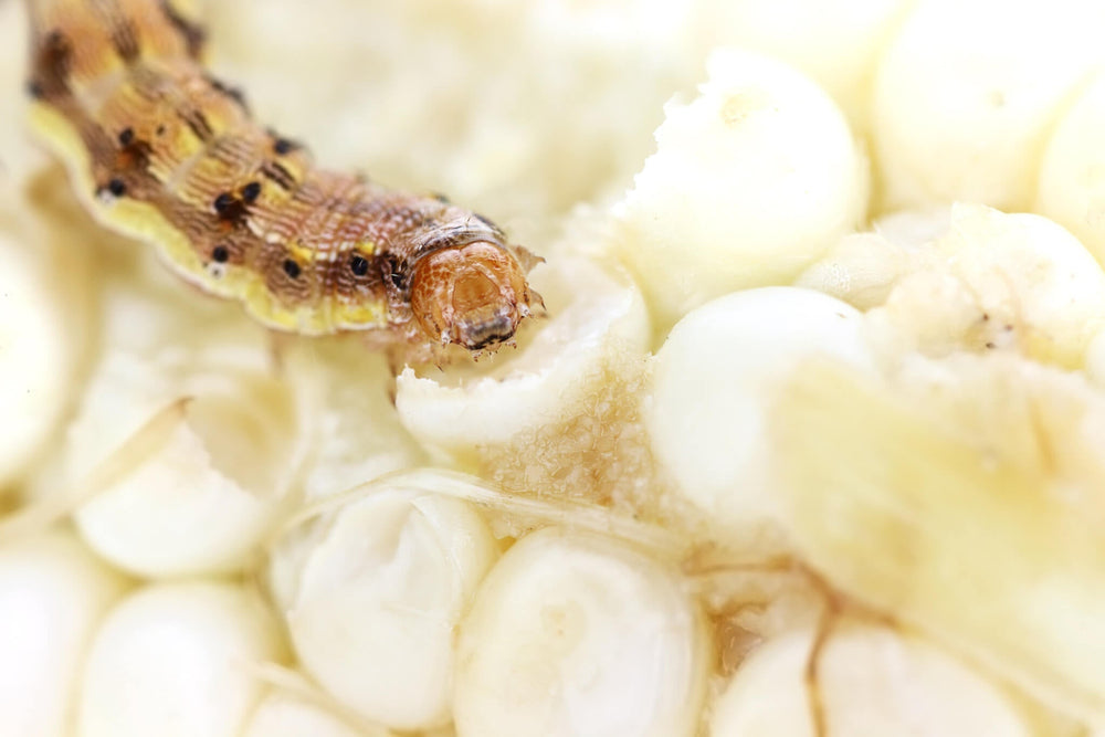 Corn Earworms