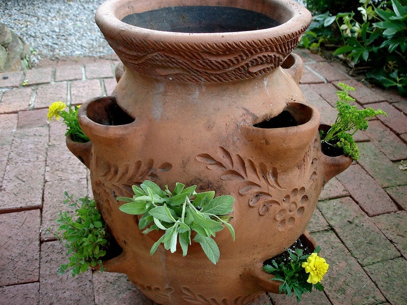 In a strawberry jar, insert the plants from inside, carefully protecting the stems and leaves of the plants.