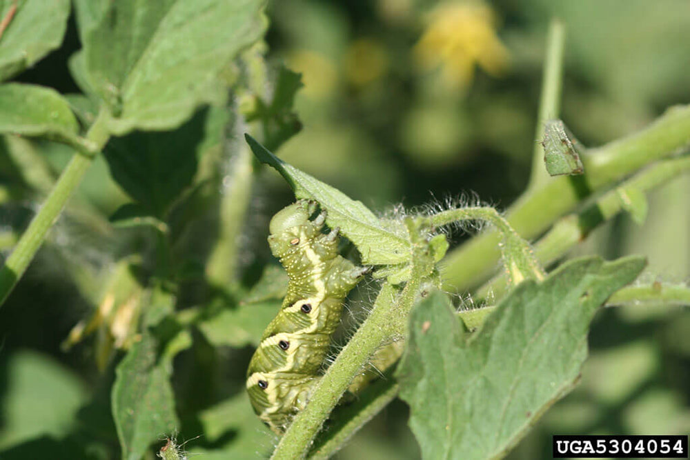 Close-up of tomato hornworm larva eating tomato leaf