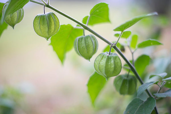 Ground cherries, in their protective papery husks, grow along their stem.