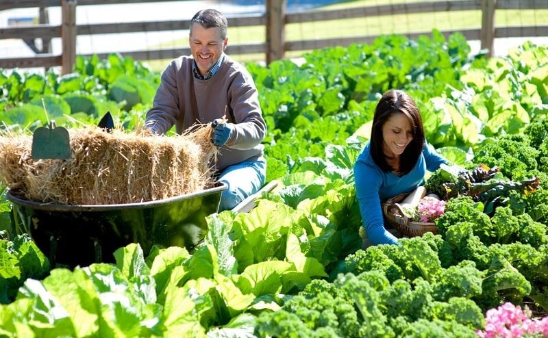 A large garden can feed a family with more to donate or share with friends.