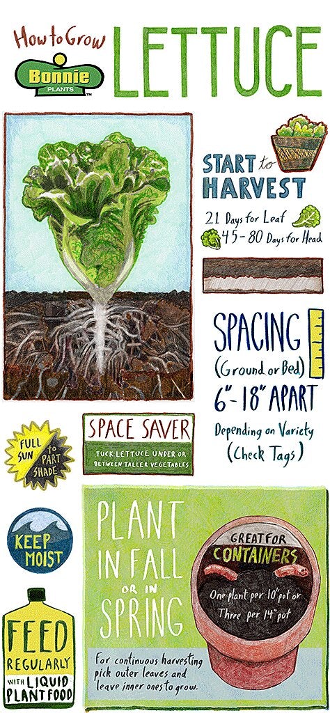 How to Grow Lettuce infographic