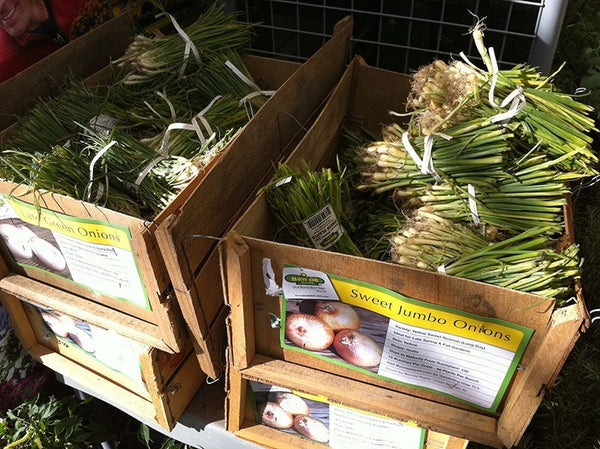 Onion Bunches in Crates