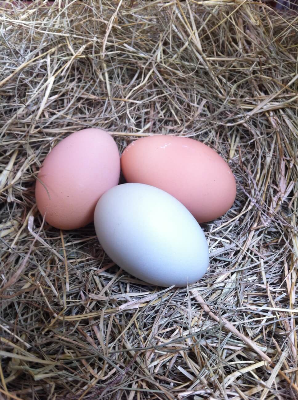 Eggs in Nest