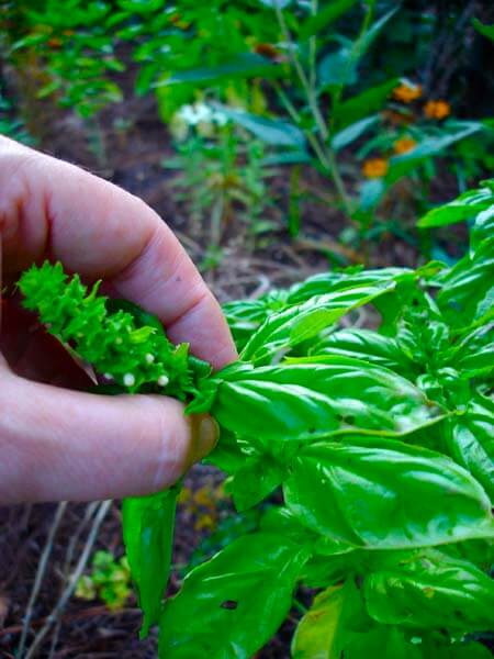 Flowering causes a plant to produce fewer leaves. Remove blooms to encourage leaf growth.