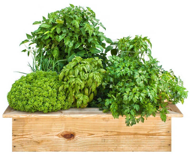 Plant herbs, peppers, and tomatoes for fresh pizza ingredients.