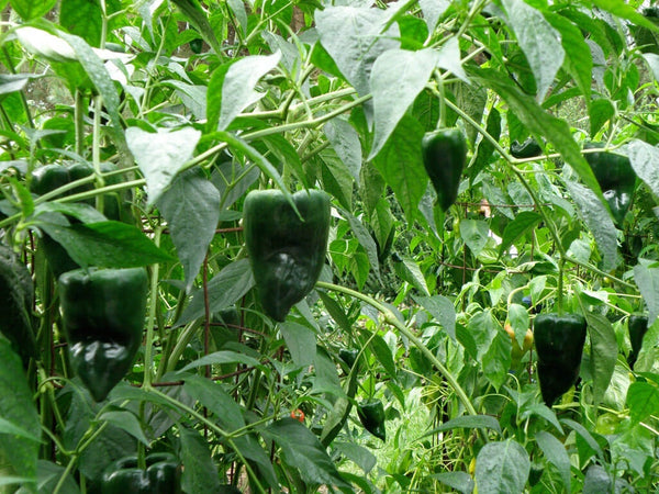 How to Grow Peppers: poblano peppers on plants