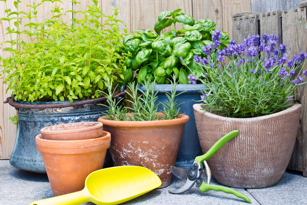 Growing Herbs in Containers