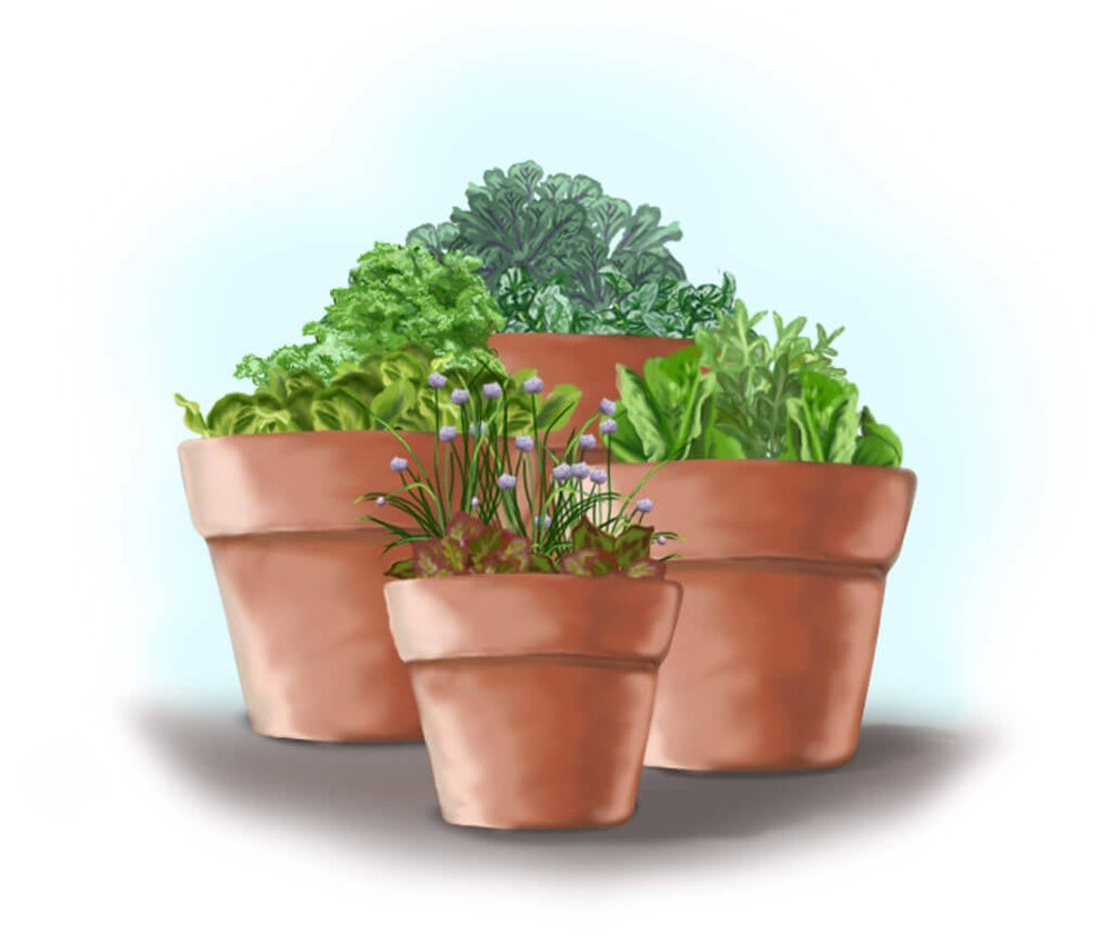 front view of salad garden in containers