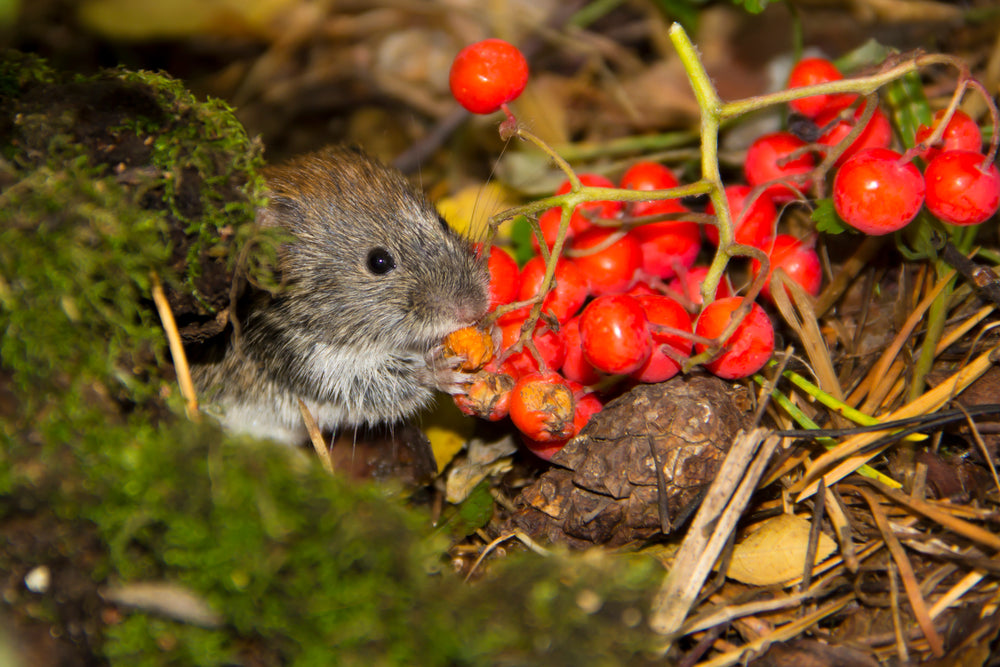 illustration of a trench for keeping voles out of the garden