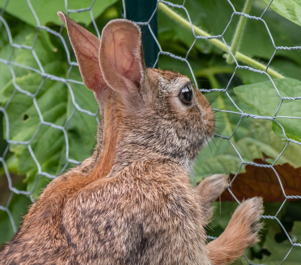 illustration of fence for keeping rabbits out of the garden