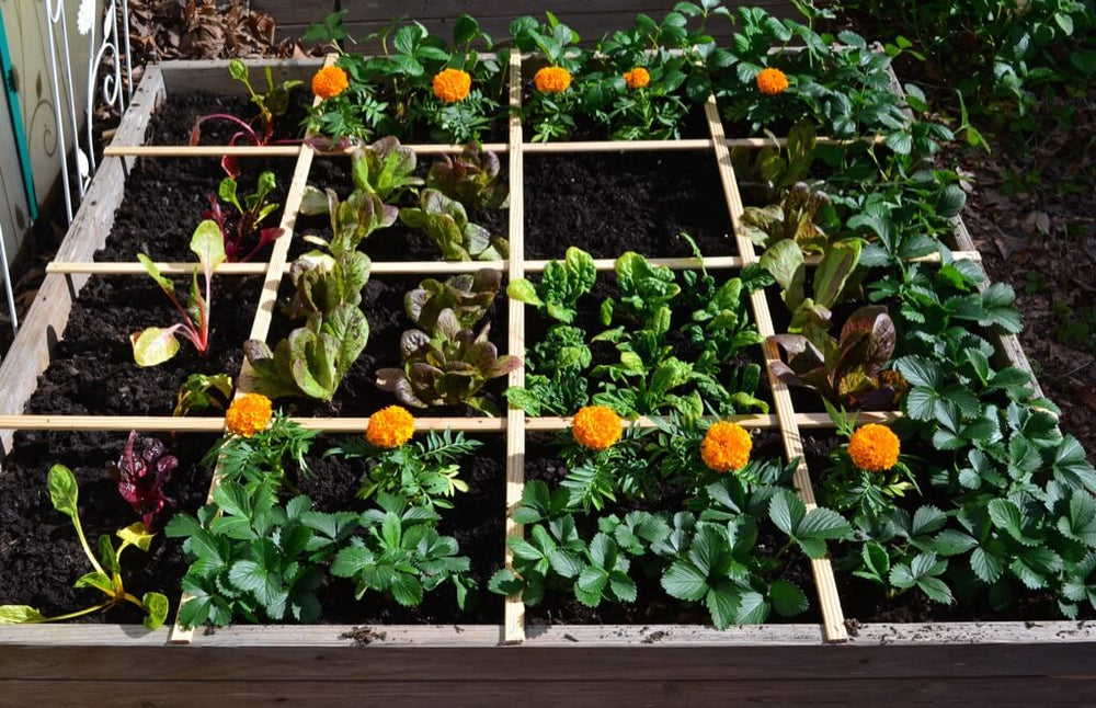 Square Foot Gardening: vegetables and flowers in raised bed with square foot grid