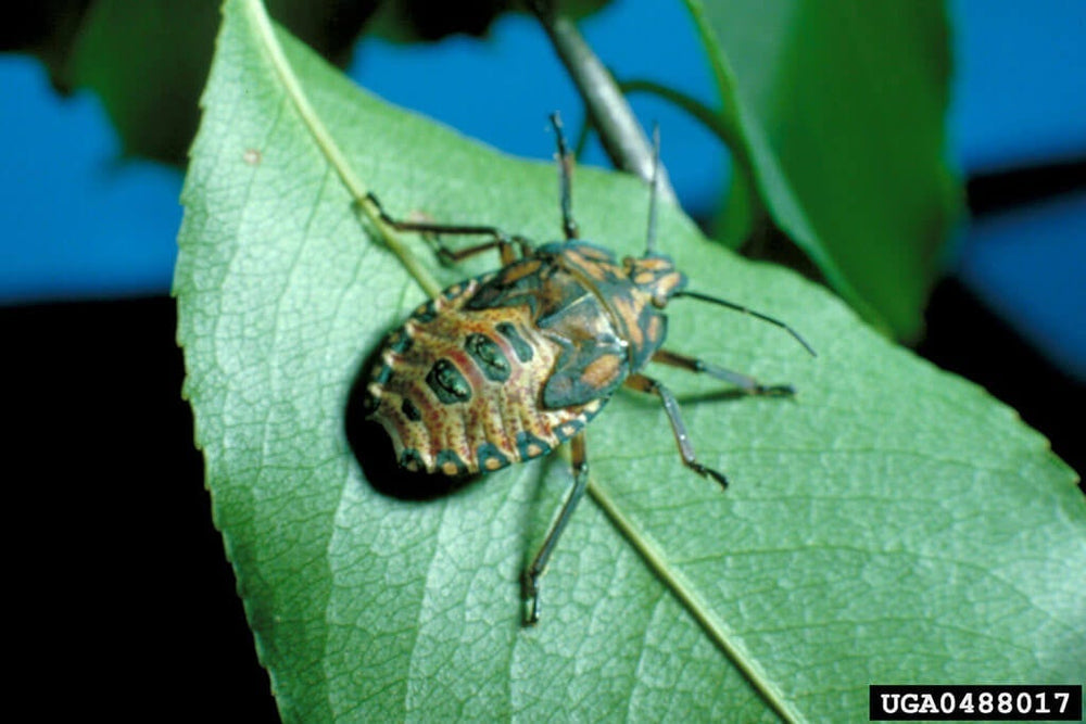 Stink bug nymph