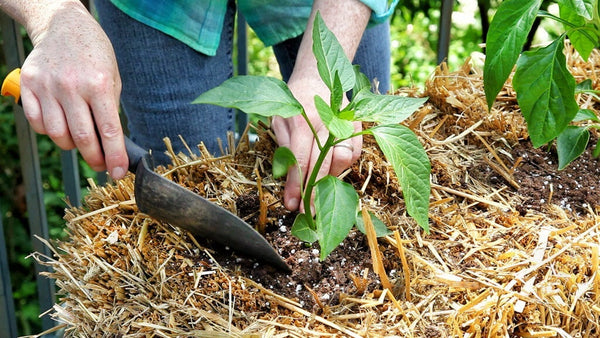 hands planting bell pepper in straw bale